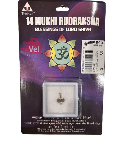 14 Mukhi Rudraksha