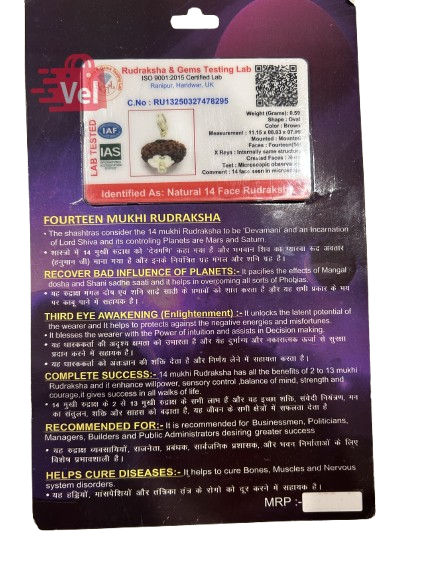 14 Mukhi Rudraksha