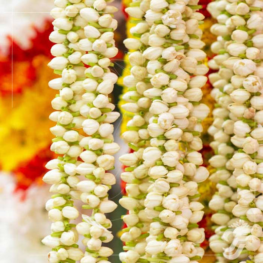 Fresh Jasmine Flower Strings 1M (pre order 2 week before)