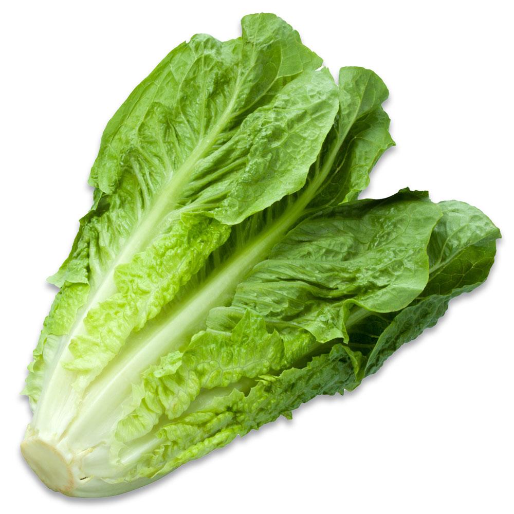 Lettuce Midi Cos Each Fresh