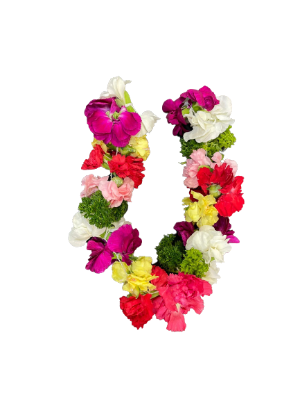 SEQH6743-removebg-preview