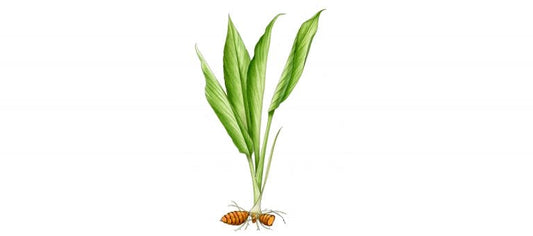 Turmeric With  Leaves