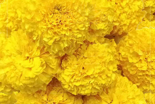 Fresh Marigold Flower Bag Yellow or Orange 100g (Pre- order 2 week before)