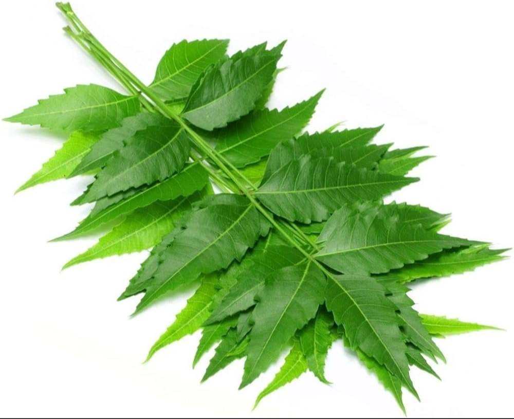 Neem Leaves Packet Fresh ( please pre-order 1.5 weeks before)