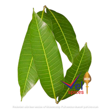 mango_leaves-removebg-preview