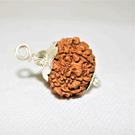 12 Mukhi Rudraksha