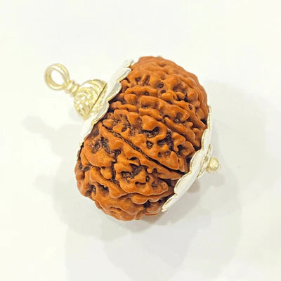13 Mukhi Rudraksha