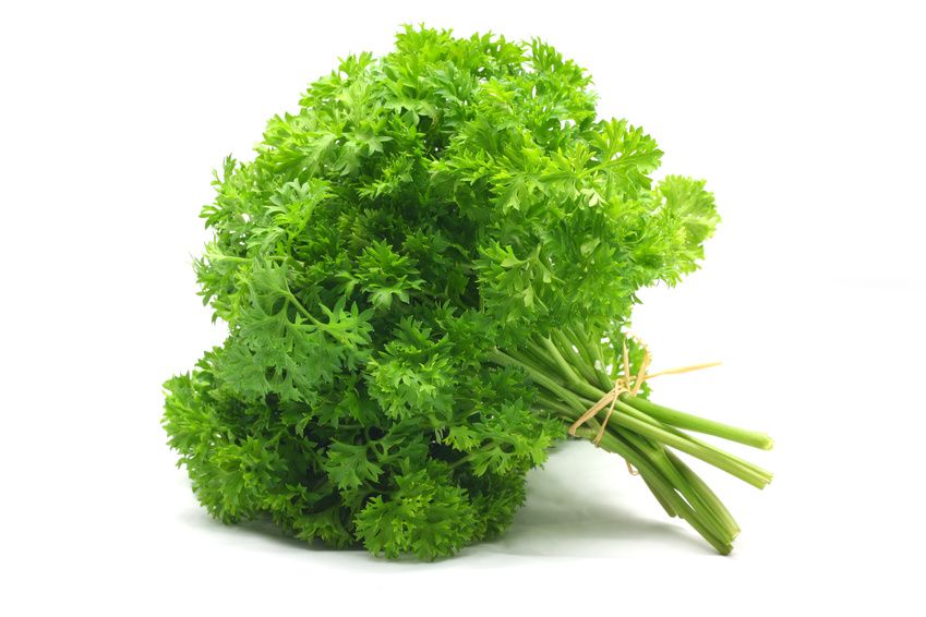 Parsley Curly Bunch Fresh