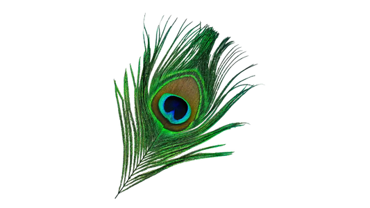 Peacock Feather Small