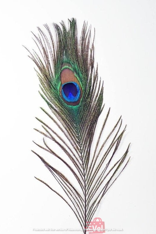 peacock+feather (1)