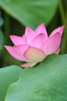 Fresh lotus flower each (Pre Order 1 Week Before) Pink & White - Varalakshmi sale