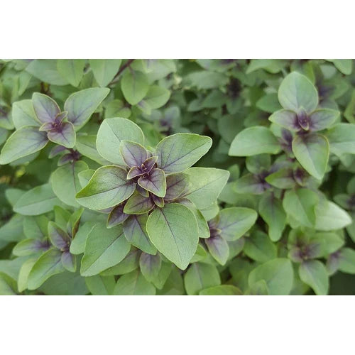 Fresh Thulasi Leaves pack (please pre-order 1 week before)