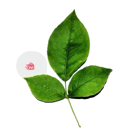 Vilvam_leaves
