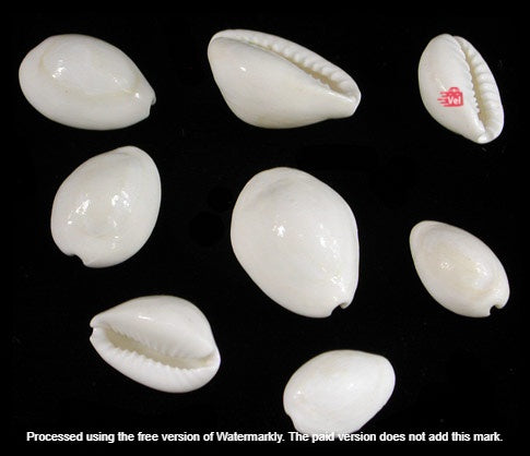 Shell Cypraea Annulu ( 10 to 12 Shell in 1 PKt)